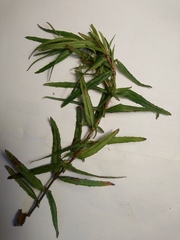Epilobium pallidiflorum