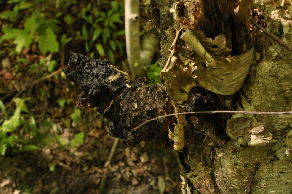 chaga · May 2026 · photo: Photo: (c) Keith Wauthy, some rights reserved (CC BY) · iNaturalist