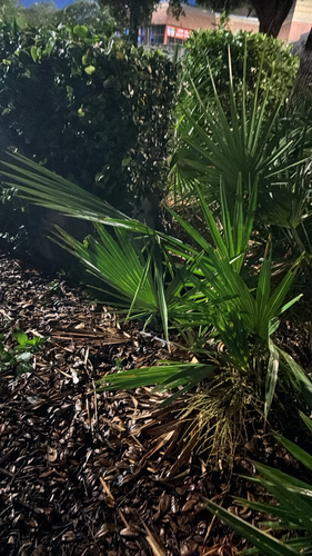 saw palmetto
