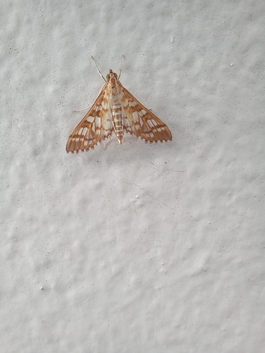 Orange Epipagis Moth
