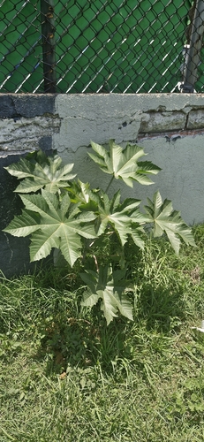 castor bean