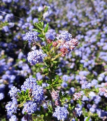 Ceanothus dentatus