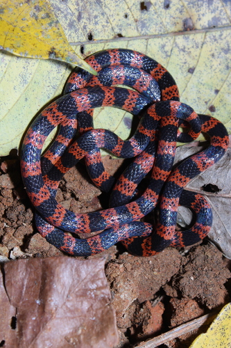Cauca Coralsnake