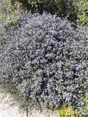 Ceanothus dentatus