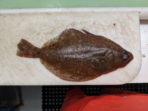 Petrale-tong (Eopsetta jordani) — Pleuronectidae — 2
