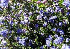 Ceanothus dentatus