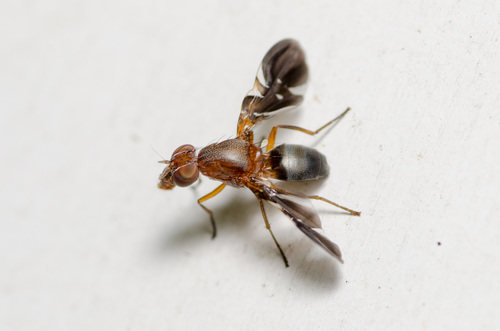 Common Picture-winged Fly photo 3