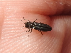 Agrilus paracelti