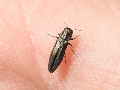Agrilus paracelti