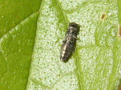 Agrilus paracelti