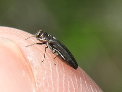 Agrilus paracelti