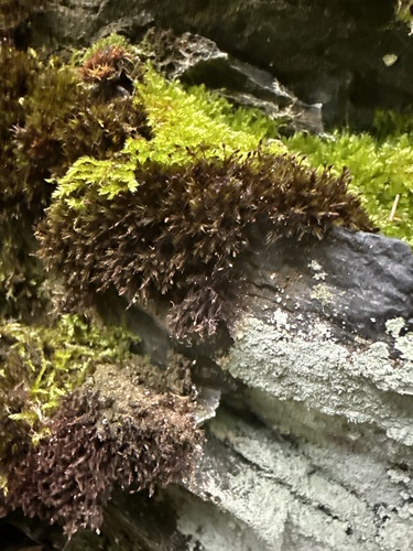 Andreaea rothii observed 2026-05-30