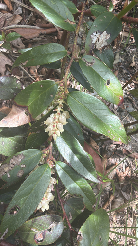 Leucothoe fontanesiana