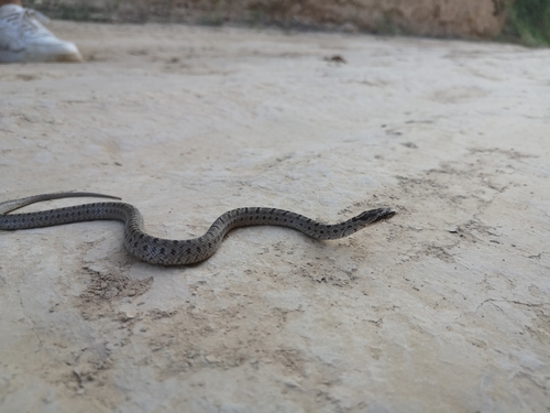 Steppe Ratsnake