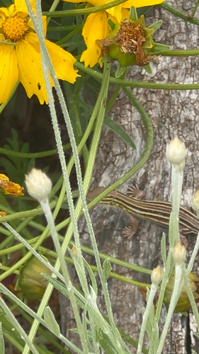 Six-lined Racerunner