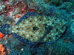 Peacock Flounder photo 5