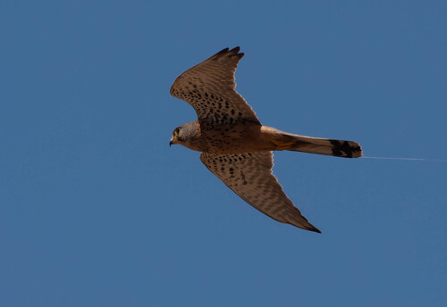 Eurasian Kestrel