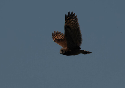 Marsh Owl