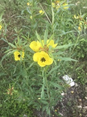 Oenothera berlandieri pinifolia