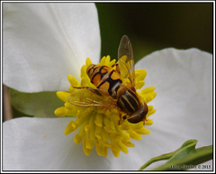 Parhelophilus laetus