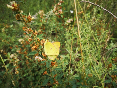 Colias poliographus