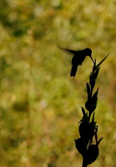 Hylocharis chrysura