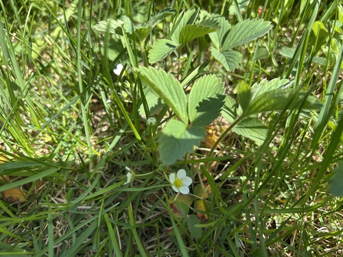 Virginia strawberry