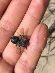 Habropoda miserabilis