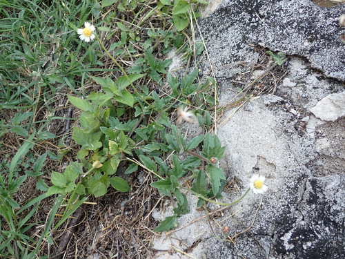 Tridax Daisy