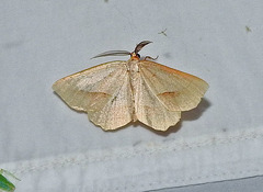 Euchlaena irraria