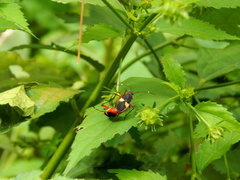 Dysdercus albofasciatus