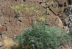 Lomatium papilioniferum