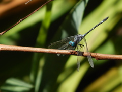 Micrathyria hypodidyma
