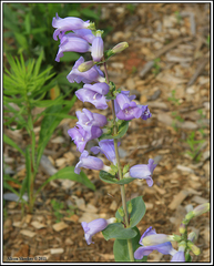 Penstemon grandiflorus