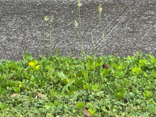 Plantago lanceolata observed 2026-05-30