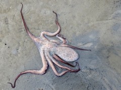 Callistoctopus dierythraeus