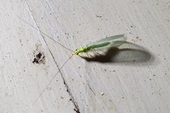 Plesiochrysa ramburi