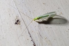 Plesiochrysa ramburi