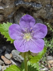 Phacelia grandiflora