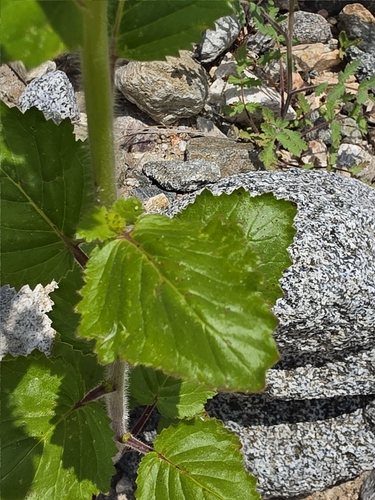 Phacelia grandiflora, photograph 2