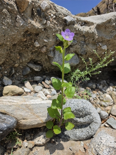Phacelia grandiflora, photograph 3