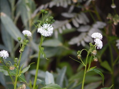 Gymnocoronis spilanthoides