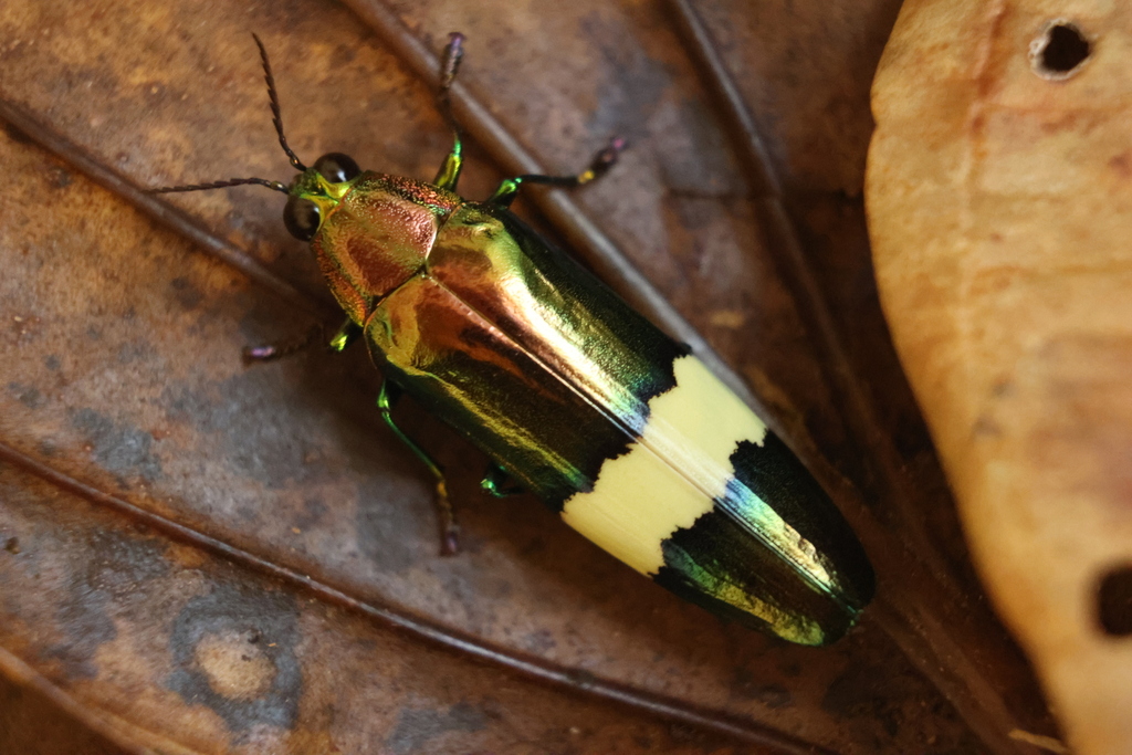 Chrysochroa sakaii