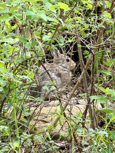 Mountain Cottontail observed by lophozia17
