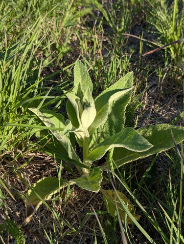 great mullein