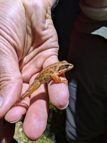 Iberian Frog