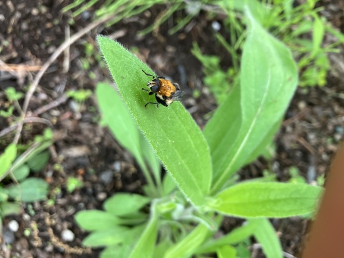Mosca del Bulbo de Narciso