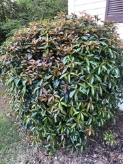 Photinia × fraseri