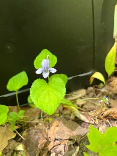 Viola rostrata, 2026-05-30