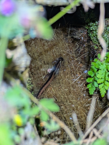 Gold-striped salamander